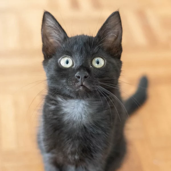 Hope, chat adopté en 2022 grâce aux ti'chats