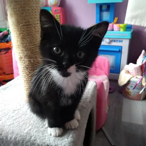 Hoshi, chat adopté en 2020 grâce aux ti'chats