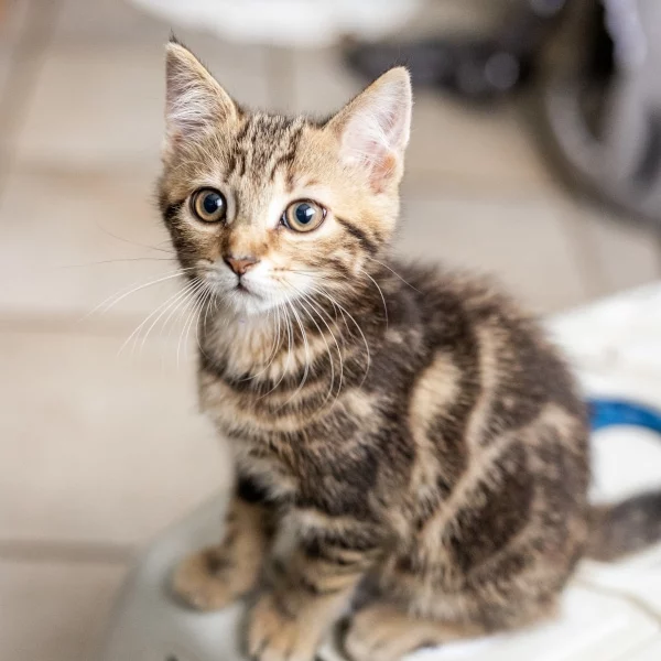 Hottonie, chat adopté via Les ti'chats