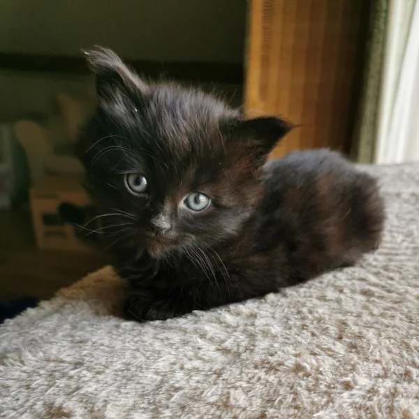 Ibiza, chat adopté via Les ti'chats