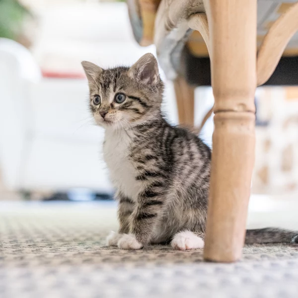Icade, chat adopté via Les ti'chats