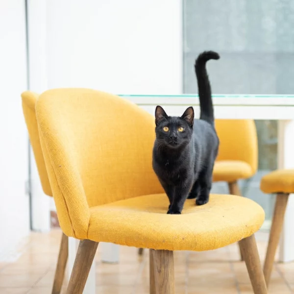 Idalie, chat adopté en 2022 grâce aux ti'chats