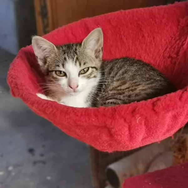 Ilia, chat adopté en 2020 grâce aux ti'chats