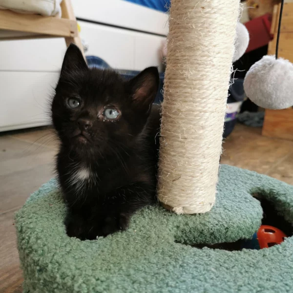 Imelda, chat adopté en 2022 grâce aux ti'chats