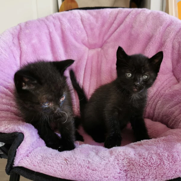 Inaya, chat adopté en 2022 grâce aux ti'chats