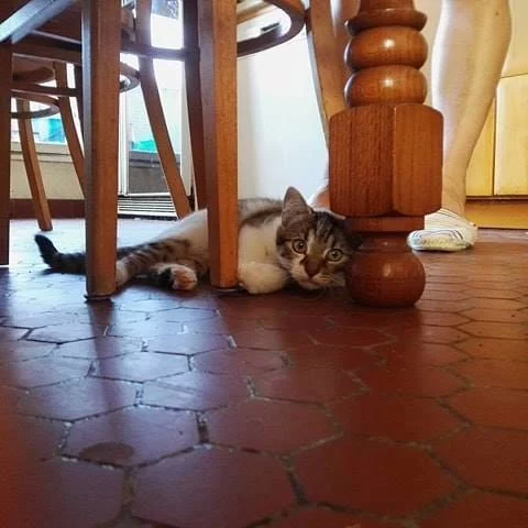 Ioko, chat adopté via Les ti'chats