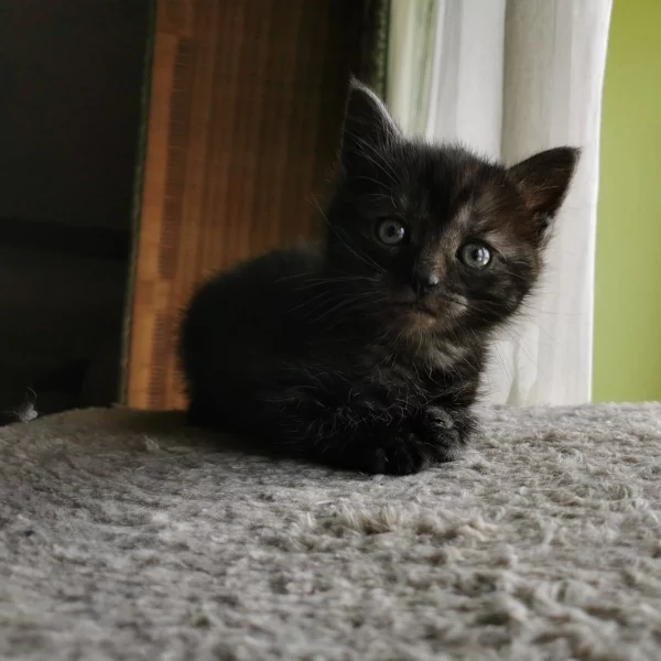Iris, chat adopté via Les ti'chats