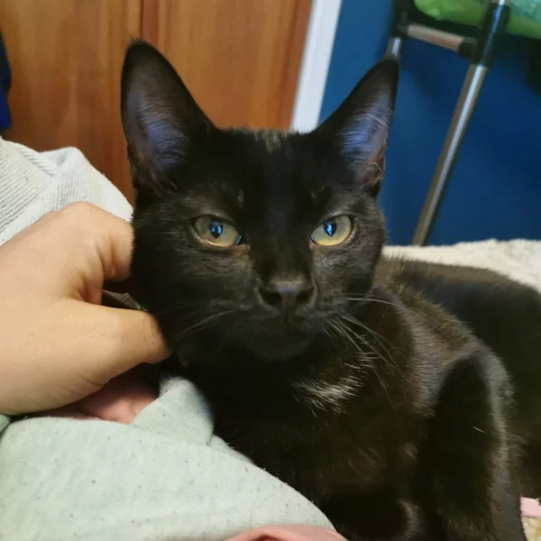 Iris, chat adopté en 2020 grâce aux ti'chats