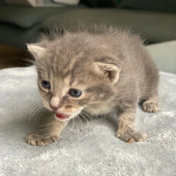 Jack, chat adopté via Les ti'chats