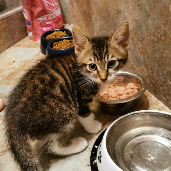 Jay, chat adopté via Les ti'chats