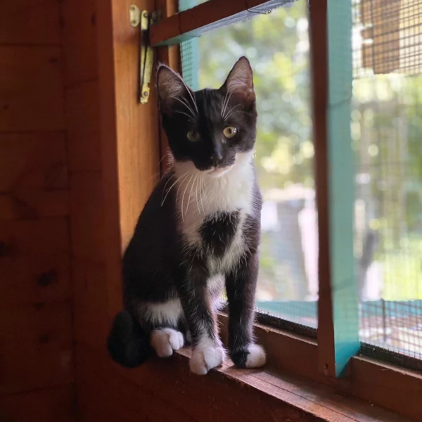 Jimbei, chat adopté en 2022 grâce aux ti'chats