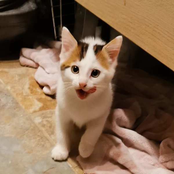 Joy, chat adopté via Les ti'chats