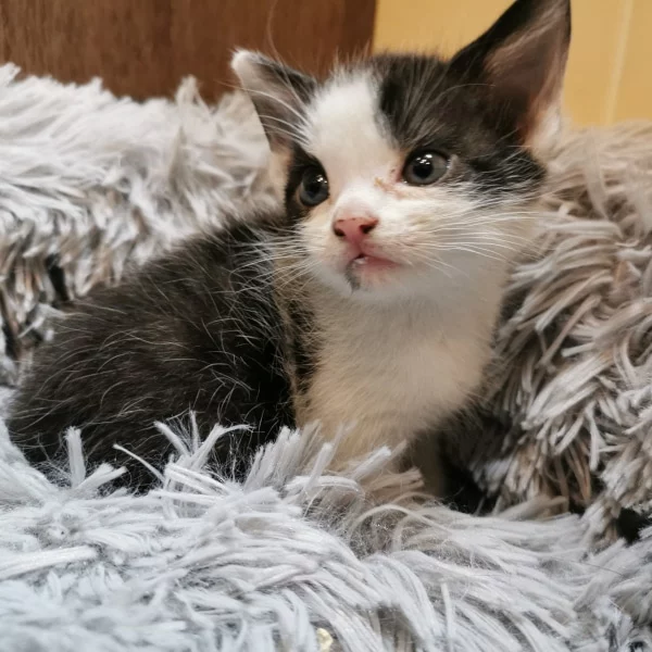 June, chat adopté en 2022 grâce aux ti'chats