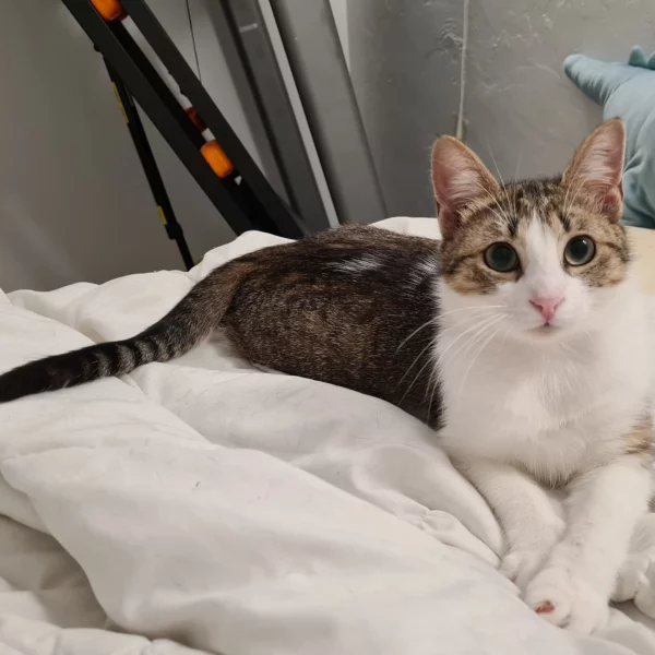 Kaki, chat adopté en 2022 grâce aux ti'chats