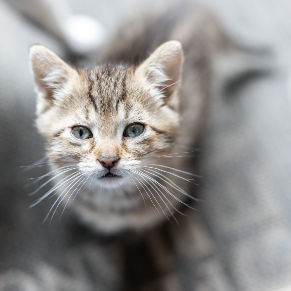 lestichats-kaufman-axiane