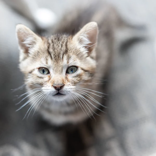 Kaufman, chat adopté via Les ti'chats