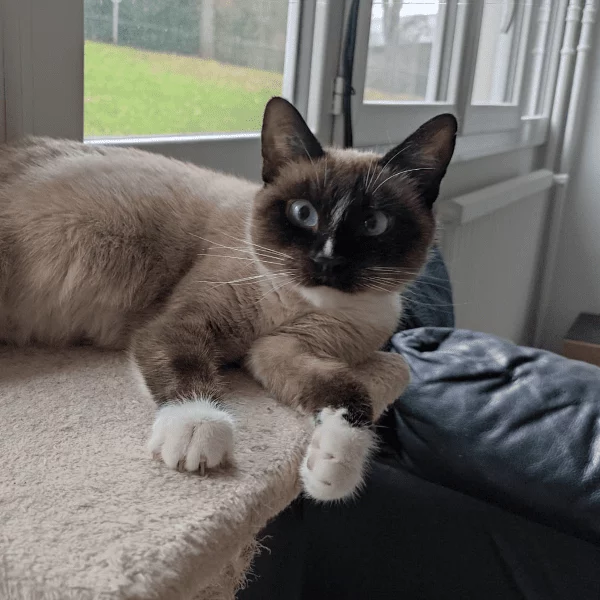 Kaylee, chat adopté en 2023 grâce aux ti'chats