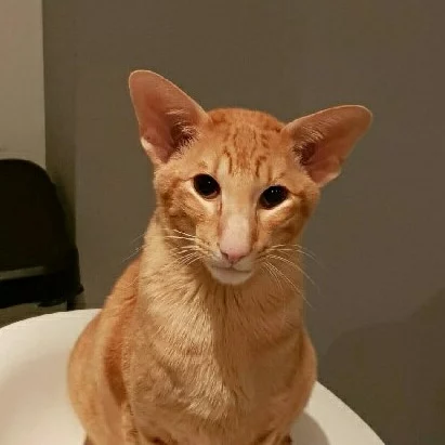 Kenan, chat adopté via Les ti'chats