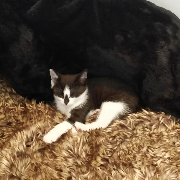 Keny, chat adopté en 2022 grâce aux ti'chats