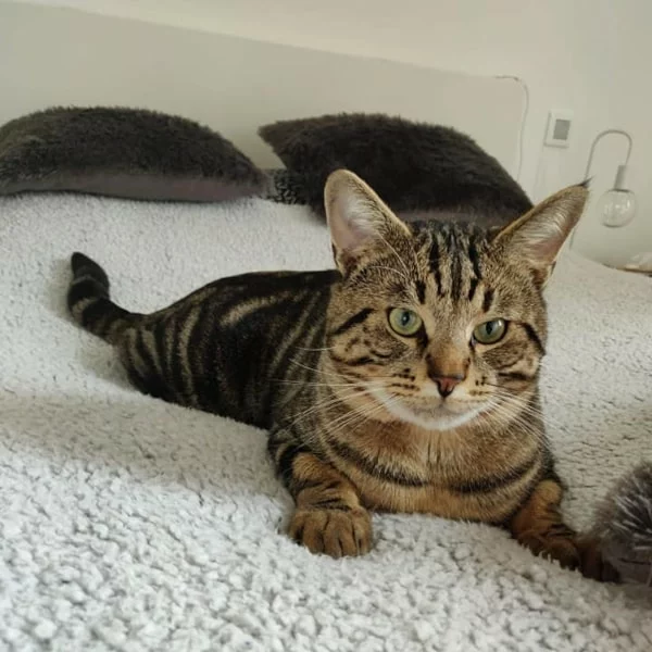 Kheops, chat adopté via Les ti'chats