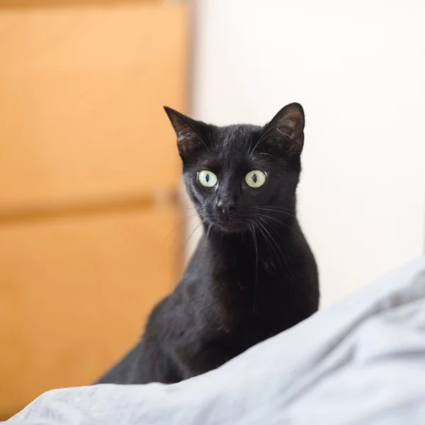 Kiara, chat adopté via Les ti'chats