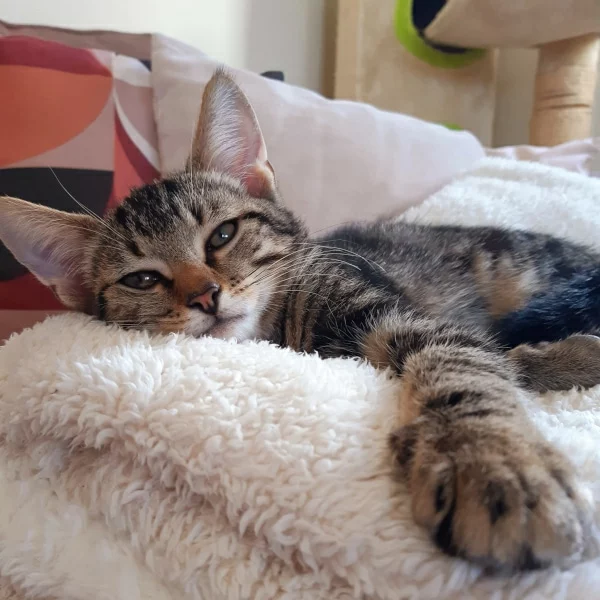Kion, chat adopté en 2022 grâce aux ti'chats