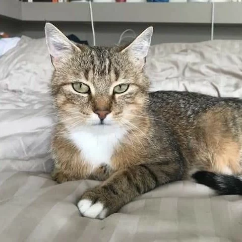 Kitty, chat adopté via Les ti'chats