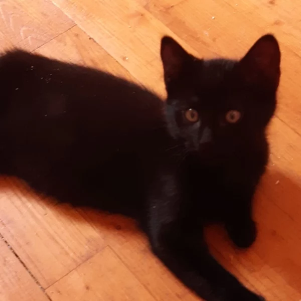 Koïchi, chat adopté en 2022 grâce aux ti'chats