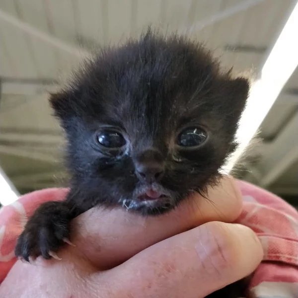 Kot, chat adopté en 2020 grâce aux ti'chats