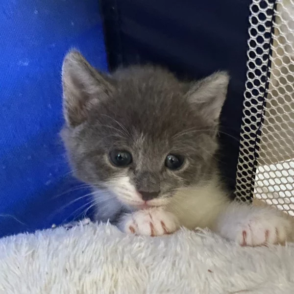 Kroka, chat adopté en 2022 grâce aux ti'chats