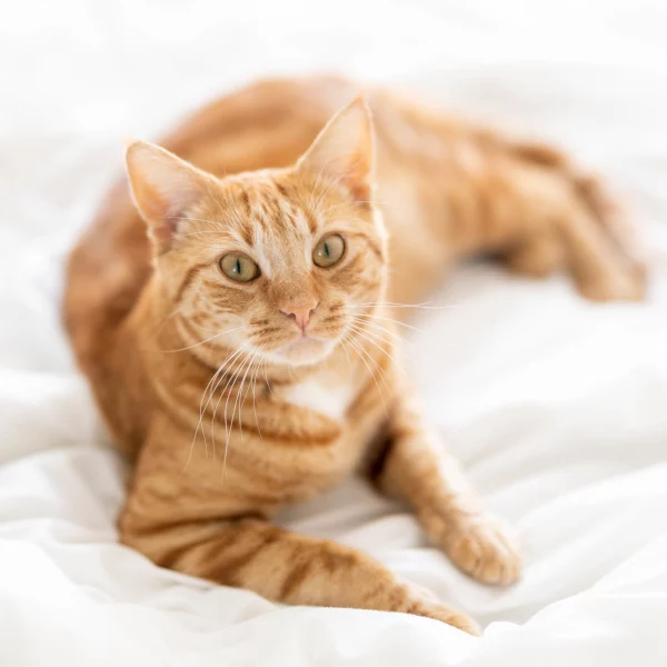 Kyubi, chat adopté via Les ti'chats