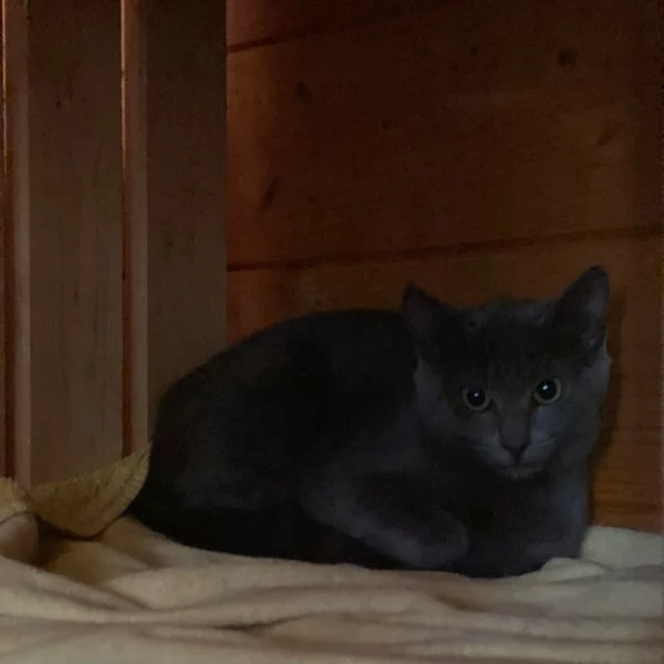 Laboon, chat adopté via Les ti'chats