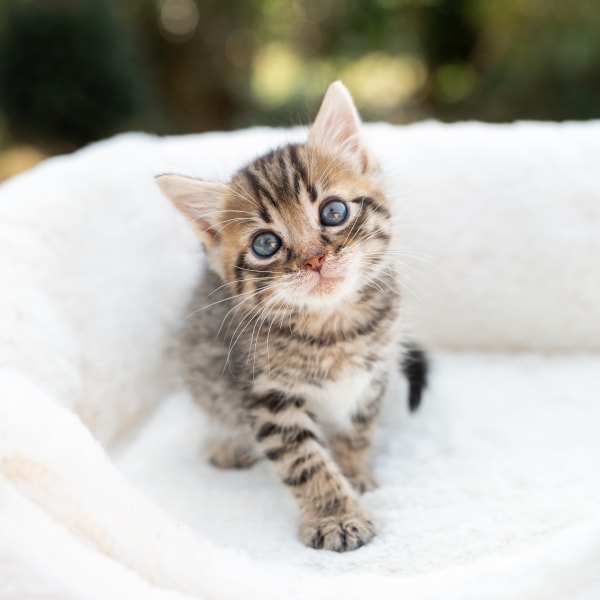 lestichats-lara-axiane