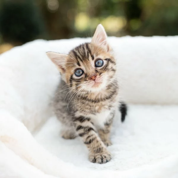 Lara, chat adopté en 2020 grâce aux ti'chats