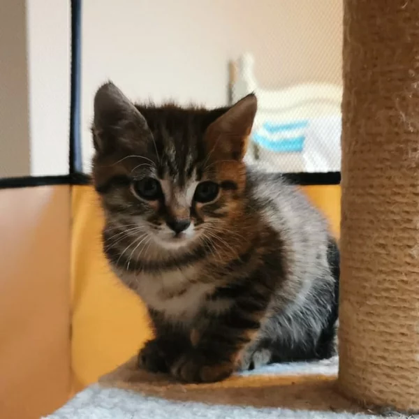 Largo, chat adopté en 2022 grâce aux ti'chats