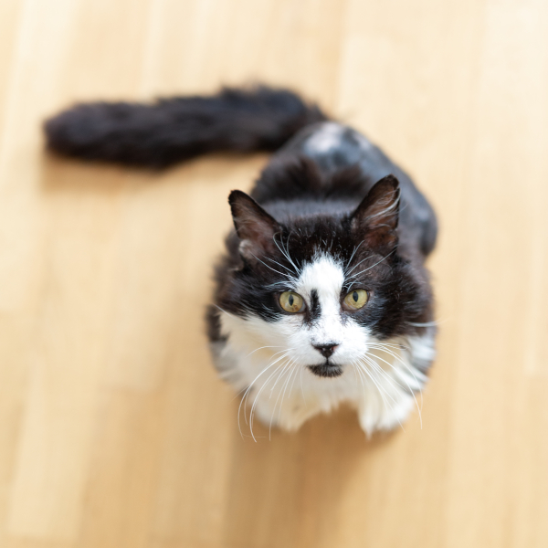 lestichats-leclerc-axiane