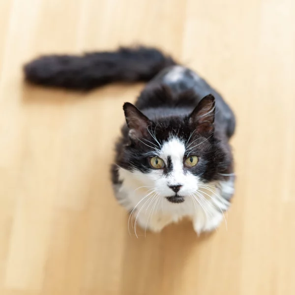 Leclerc, chat adopté via Les ti'chats