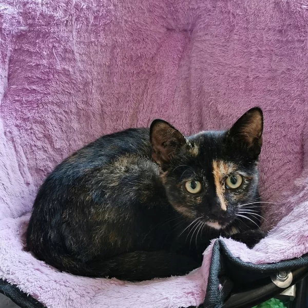 Leia, chat adopté en 2022 grâce aux ti'chats