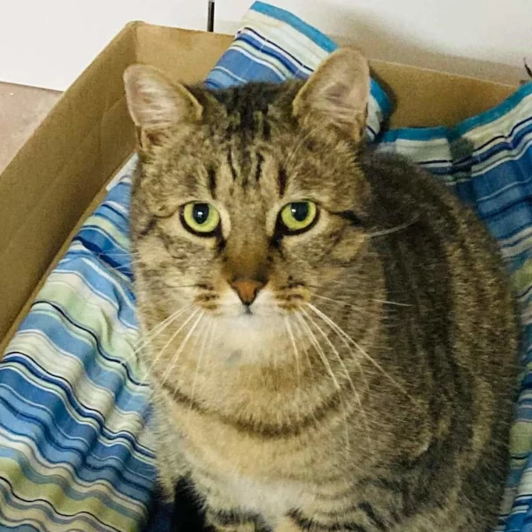 Léo, chat adopté en 2022 grâce aux ti'chats