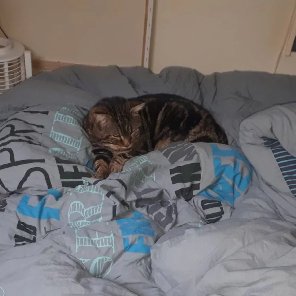 Leroy, chat adopté via Les ti'chats