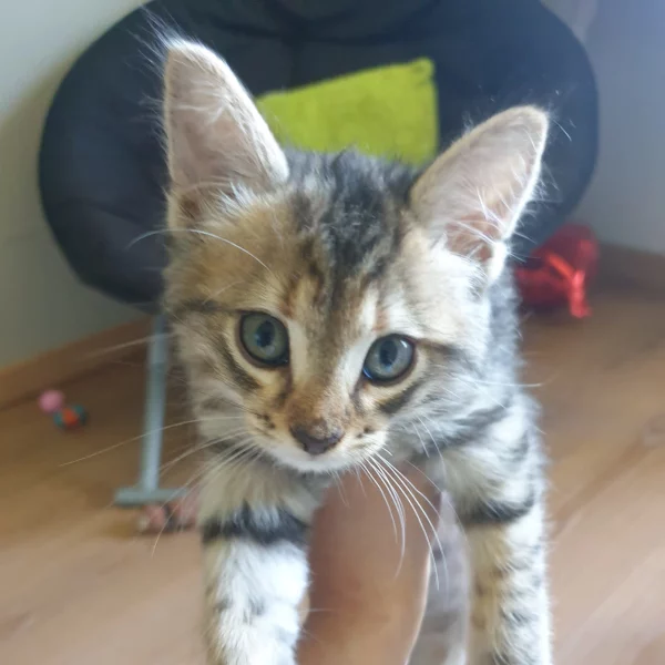 Lexa, chat adopté en 2022 grâce aux ti'chats