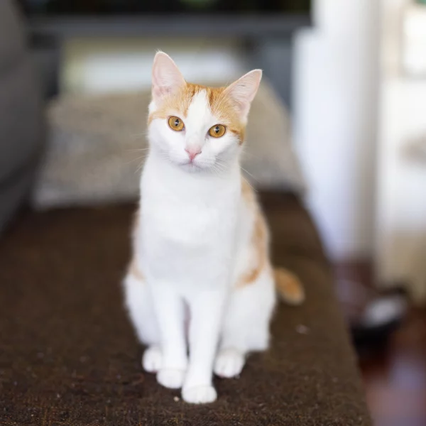 Lili, chat adopté via Les ti'chats