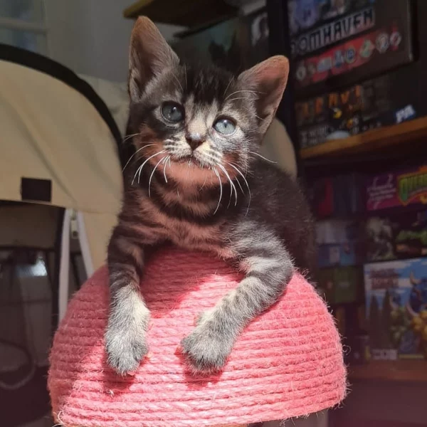 Lindje, chat adopté en 2022 grâce aux ti'chats