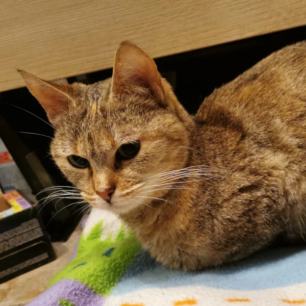 Lisa, chat adopté en 2022 grâce aux ti'chats