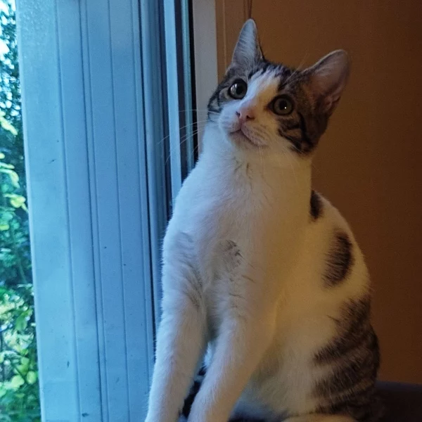 Lluvia, chat adopté en 2022 grâce aux ti'chats
