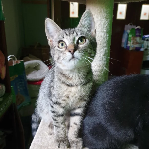 Lola, chat adopté en 2020 grâce aux ti'chats
