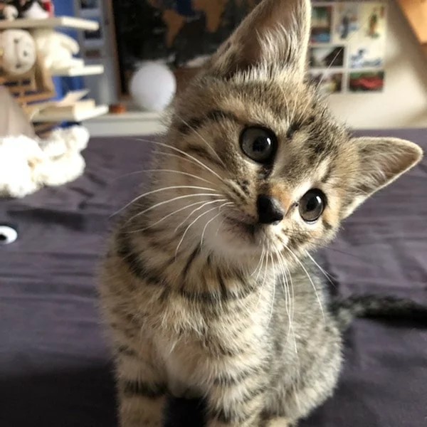 Louna, chat adopté via Les ti'chats