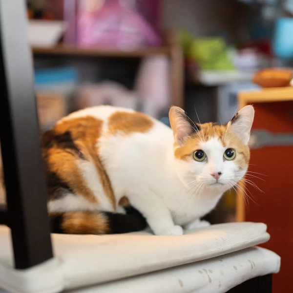 Louna, chat adopté via Les ti'chats