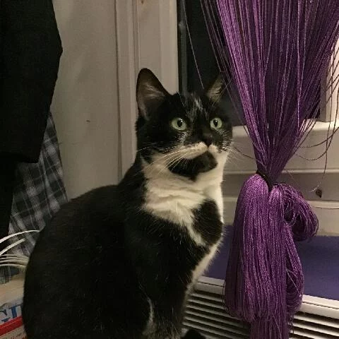 Louna, chat adopté en 2022 grâce aux ti'chats