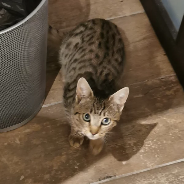 Lovegood, chat adopté en 2020 grâce aux ti'chats